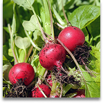 radishes